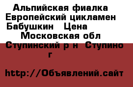 Альпийская фиалка - Европейский цикламен - Бабушкин › Цена ­ 3 000 - Московская обл., Ступинский р-н, Ступино г.  »    